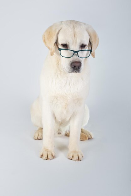 Purebred labrador retriever with glasses