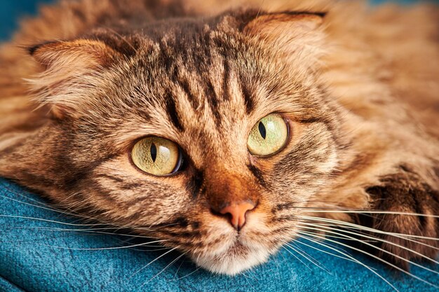 青いベルベットの椅子に横たわっている純血種の長髪ハイランドスコティッシュフォールド猫、飼い猫の肖像画をクローズアップ、スタジオショット。面白い折りたたまれた耳、緑黄色の目、ふわふわの毛皮を持つ好奇心旺盛なハイランドフォールド猫