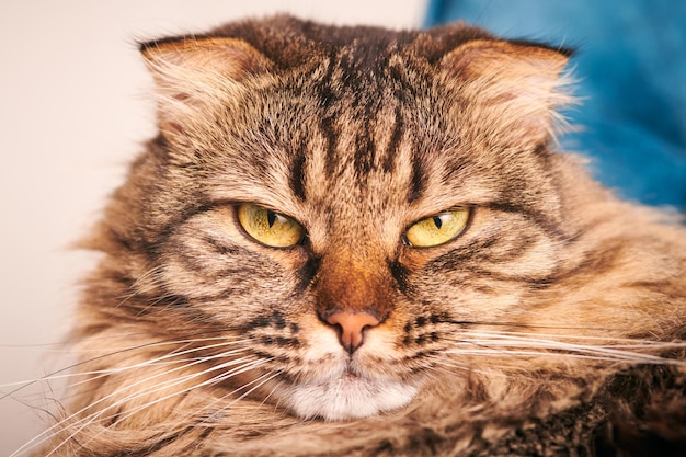 Purebred longhair Highland Scottish Fold cat portrait, fluffy marble domestic cat face close up, studio shot. Highland Scottish Fold cat with funny folded ears, green-yellow eyes and fluffy fur