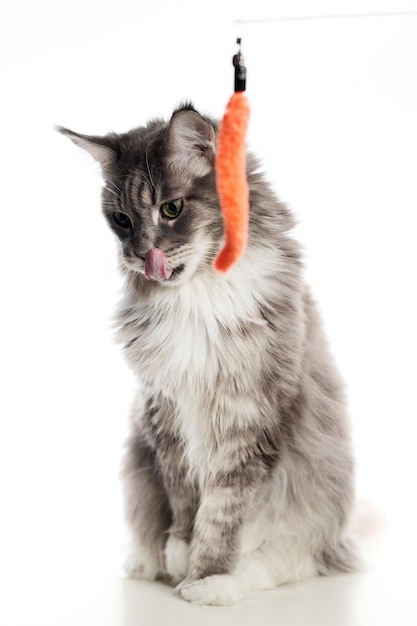 Photo the purebred maine coon cat took out her tongue with pleasure a playful adult cat on a white background