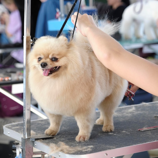 Pomerania di razza su un taglio di capelli in un salone di bellezza per animali.