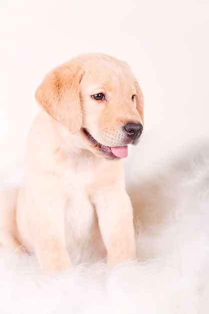 Purebred puppy labrador retriever on a white wall
