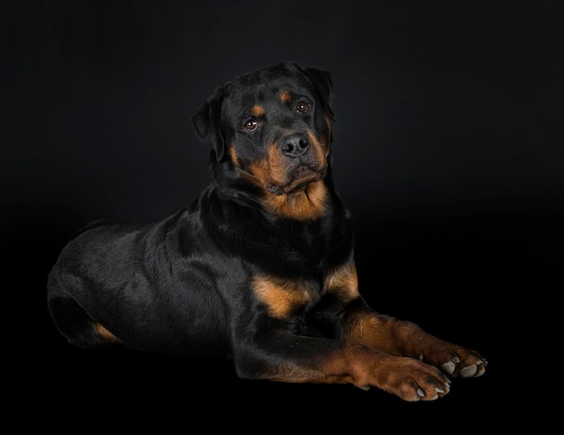 Purebred rottweiler in front of black background