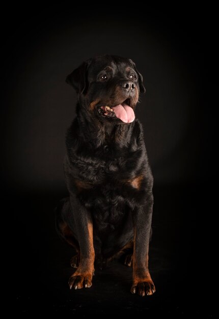 Purebred rottweiler in front of black surface