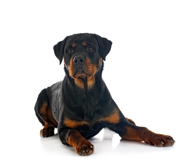 Purebred rottweiler in front of white background