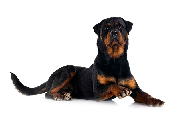 Purebred rottweiler in front of white background