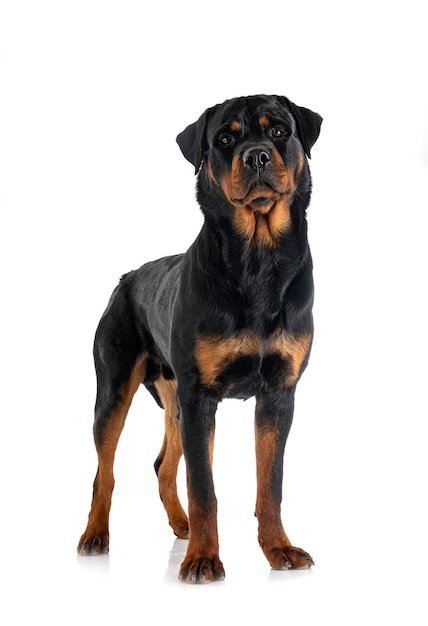 Purebred rottweiler in front of white background