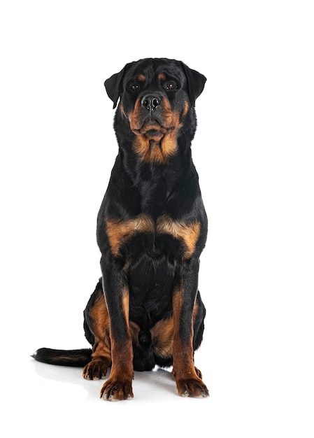 Purebred rottweiler in front of white background