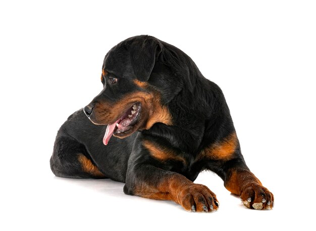 Purebred rottweiler in front of white background