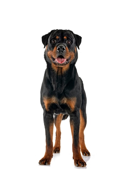 Purebred rottweiler in front of white background