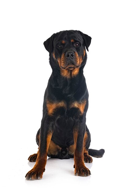 Purebred rottweiler in front of white background