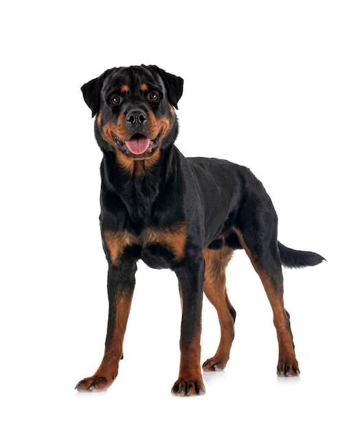 Purebred rottweiler in front of white background