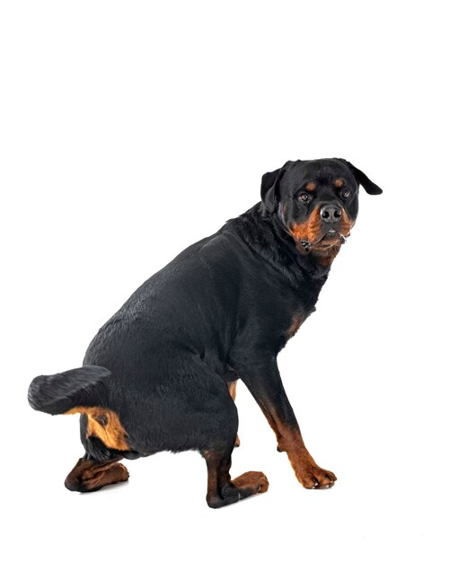 purebred rottweiler in front of white background