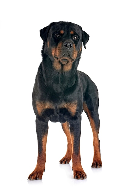 purebred rottweiler in front of white background