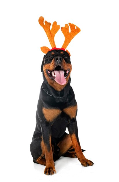 purebred rottweiler in front of white background