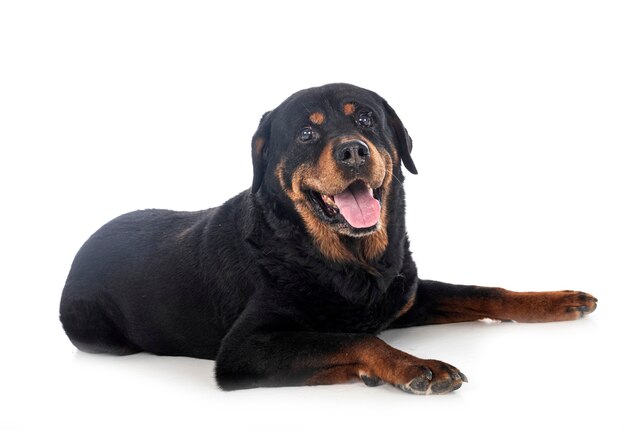 Purebred rottweiler in front of white wall