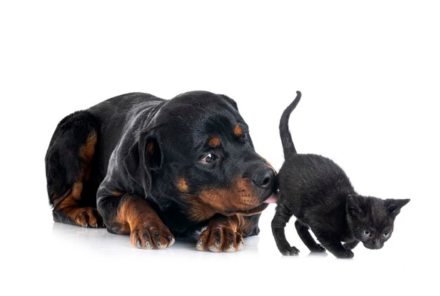 Rottweiler di razza pura e gattino davanti a uno sfondo bianco