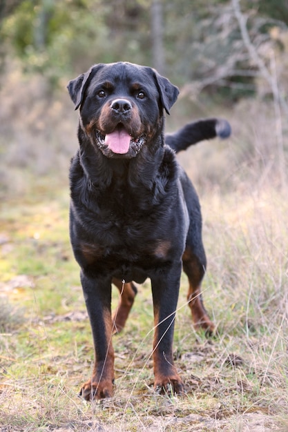 Photo purebred rottweiler walking in the nature in spring