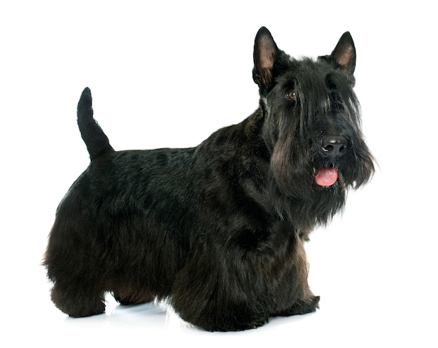 purebred scottish terrier