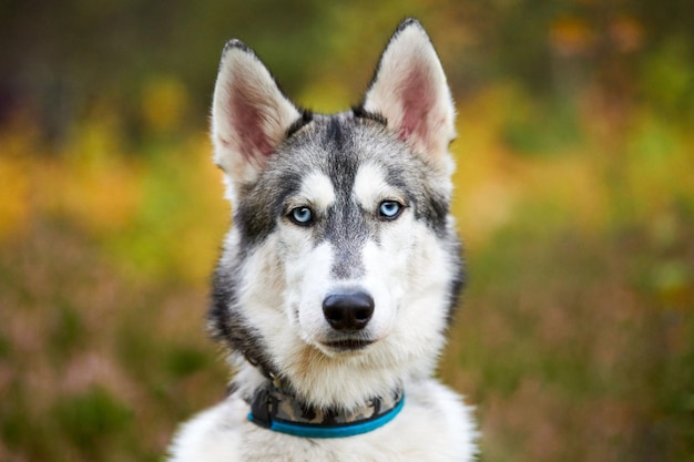 칼라를 입은 순종 시베리안 허스키 개는 야외에서 걷고 공원 배경을 흐리게 합니다. 흑백 코트 색상과 파란 눈을 가진 친근한 행복한 시베리안 허스키 초상화. 사랑스러운 허스키 개 총구를 닫습니다.