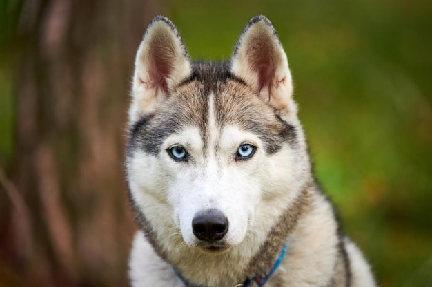 Foto cane di razza siberian husky con bellissimi occhi azzurri nel collare, siberian husky con mantello bianco e nero, razza di cani da slitta. cane husky che cammina all'aperto, concetto di amore per gli animali domestici