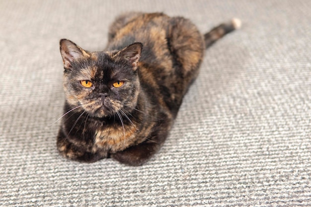 purebred spotted cat lying on the carpet tucked paws under him