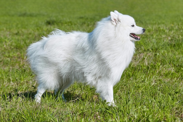 写真 若い遊び心のある犬の草の肖像画を背景に春の純血種の白い日本スピッツ