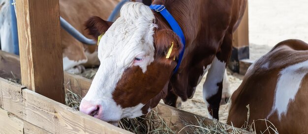Чистокровная белая красная корова ест сено Современный формат фермерского баннера