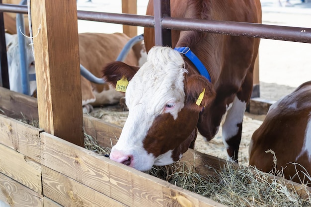 Purebred white red cow eating hay Modern farming