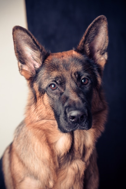 Photo purebred young german shepherd dog. portrait of a pet.