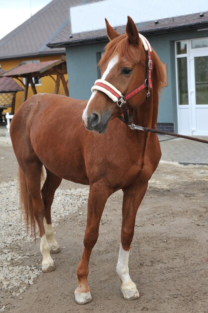 田舎の純血種の若い馬