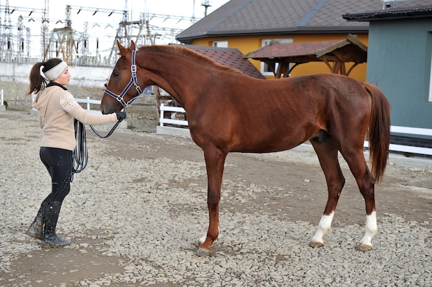 Purebred young horse in the countryside