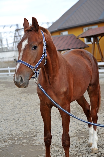 Purebred young horse in the countryside