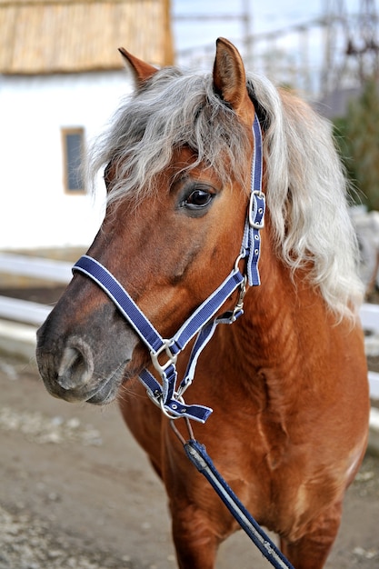 田舎の純血種の若い馬