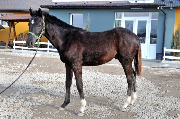 Purebred young horse in the countryside