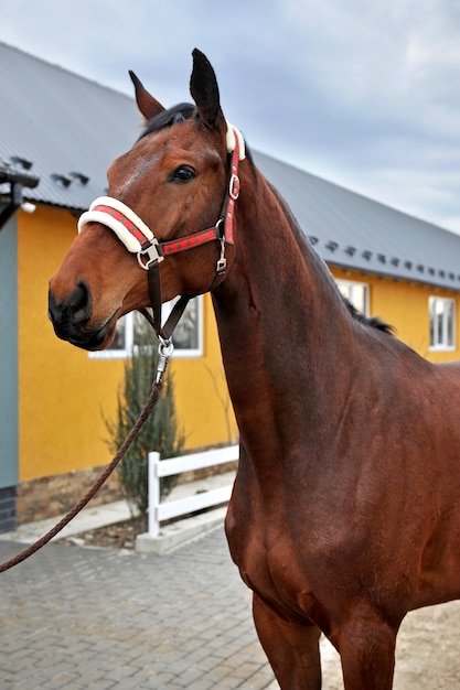Foto giovane cavallo di razza in campagna