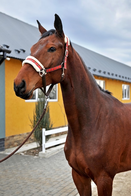 Giovane cavallo di razza in campagna