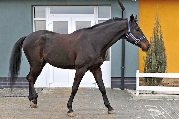 田舎の純血種の若い馬