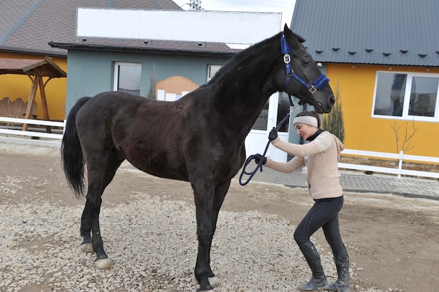 田舎の純血種の若い馬