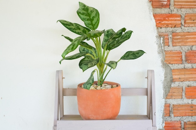 The purifying tree In a clay pot in the shelf and white wall