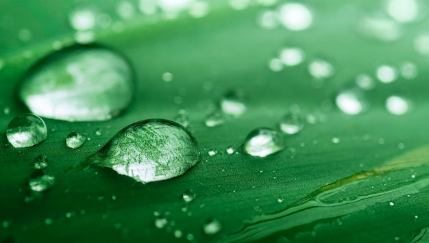 purity natural background water drops splashing on green leaf macro shot