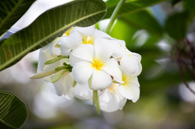 Purity of white Plumeria with morning light