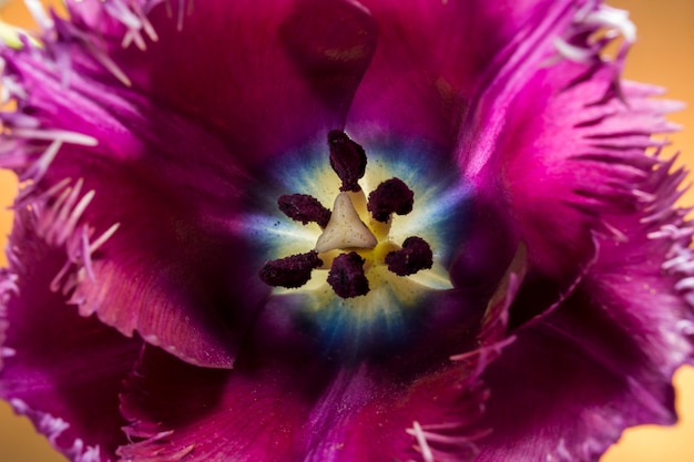 Purper tulpenclose-up en zichtbare stamensstampers op green