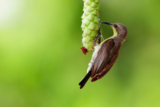 Purper vrouwelijk sunbird op een tak