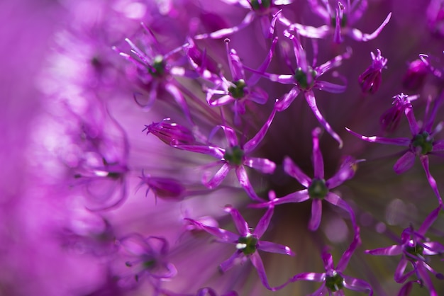 Purpere aliumbloem met de structuur van de paardebloembloem wit waterdalingen. Macro