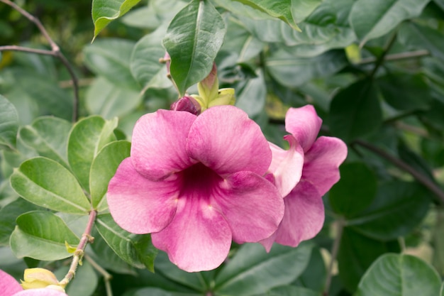 Purpere Allamanda-bloem (Allamanda-blanchetii) met groene bladeren