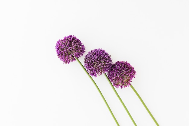 Purpere allium die op witte achtergrond wordt geïsoleerd