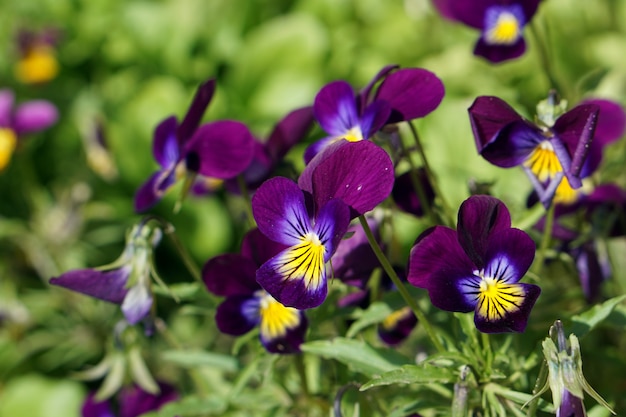 Purpere bloeiende de bloemenbrunch van Vola in tuin