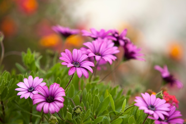 Purpere bloem in de tuin in de lente en de zomer