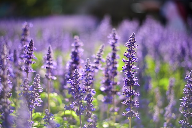 Purpere bloem in de tuin